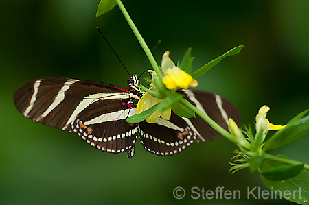 039 Zebra-Falter - Heliconius charitonius